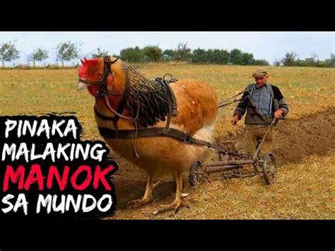 malaking manok|10 Pinaka Malaking Manok sa Buong Mundo .